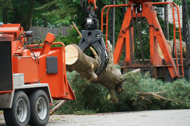 Best Arborist Consultation Services  in Port St Lucie, FL